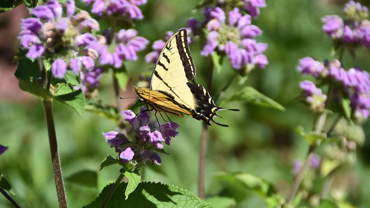 yellow butterfly on purple flowers