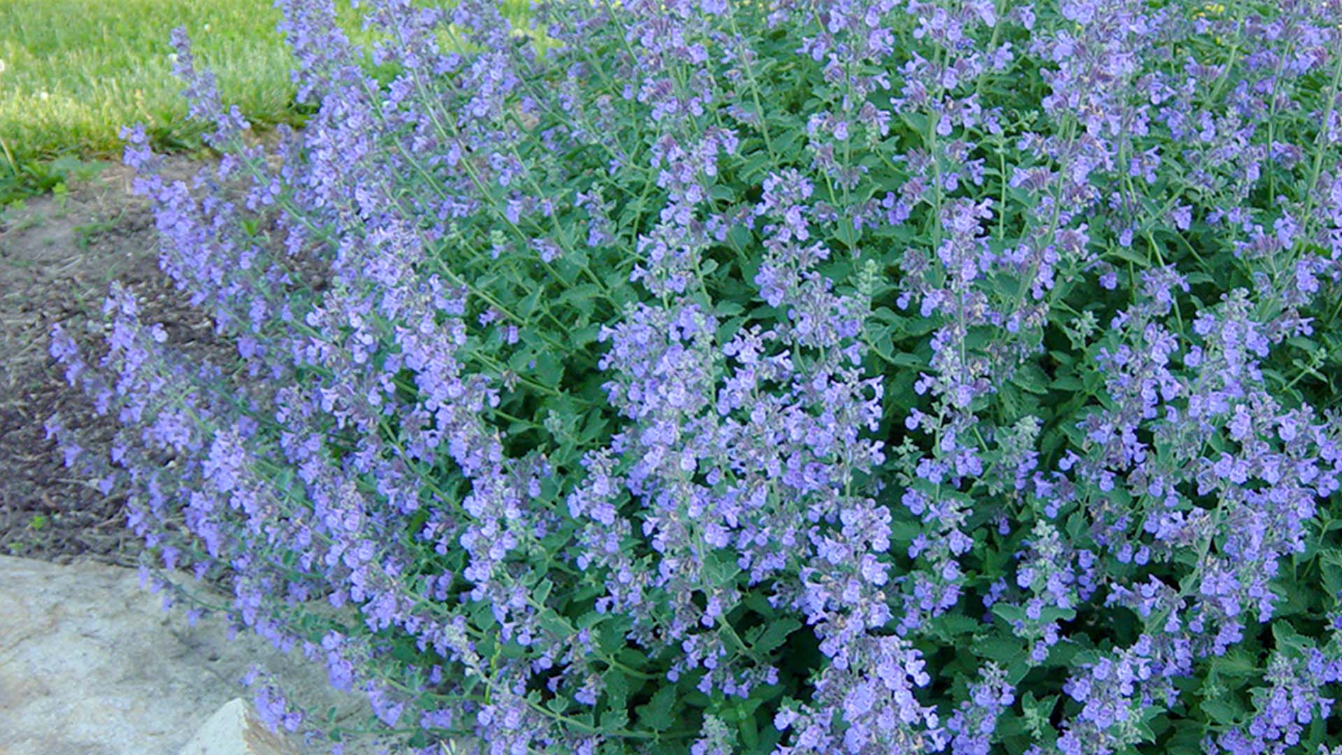 Catmint