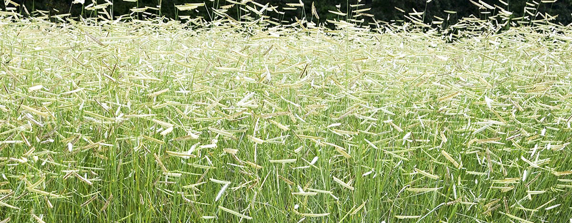 Bluegramma native grasses