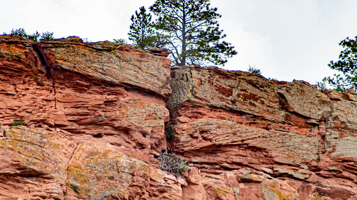 Golden Eagle nest high above construction on the east ridge.