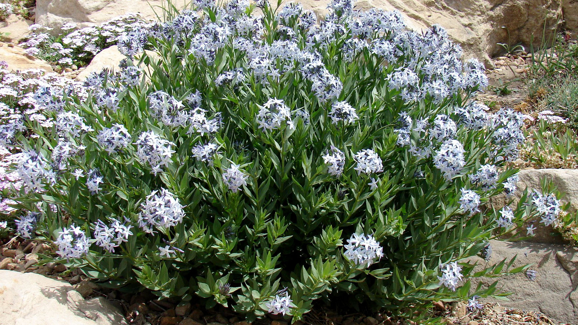 Desert Blue Star