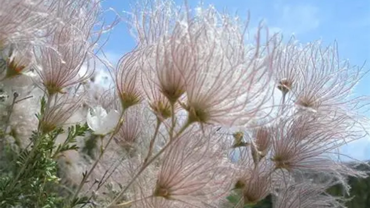 Apache plume plant against a blue sky