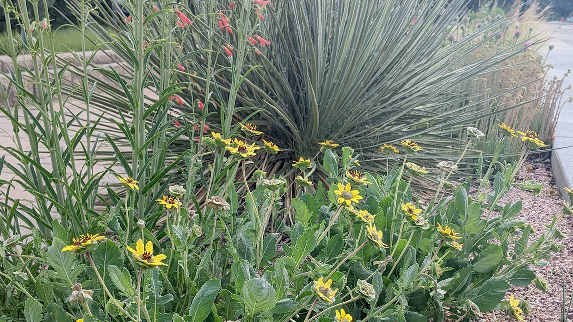 Small yellow flowers on the bottom with a large red yucca plant behind.